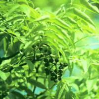 Amur Cork-tree Extract(Cortex Phellodendri Extract) Amur Cork-tree Extract(Cortex Phellodendri Extract)