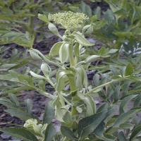 Angelica Dahurica Extract (Radix Angelicae Dahuricae extract) Angelica Dahurica Extract (Radix Angelicae Dahuricae extract)