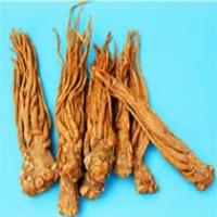 Angelica Extract(Dong Quai extract) Angelica Extract(Dong Quai extract)