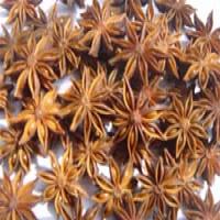 Aniseed Extract(Star anise extract) Aniseed Extract(Star anise extract)