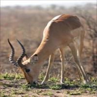 Antelope whip extract Antelope whip extract