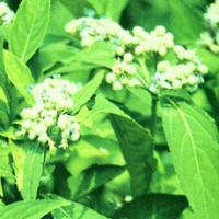 Antifeverile Dichroa Root Extract(Radix Dichroae Extract) Antifeverile Dichroa Root Extract(Radix Dichroae Extract)