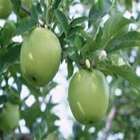 Apple Extract Apple Extract