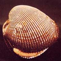 Arca Shell Extract(Concha Arcae Extract) Arca Shell Extract(Concha Arcae Extract)