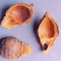 Areca Peel Extract(Pericarpium Arecae Extract) Areca Peel Extract(Pericarpium Arecae Extract)