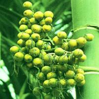 Areca seed Extract(Semen Arecae Extract) Areca seed Extract(Semen Arecae Extract)