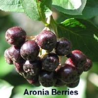 Aronia chokeberry Extract(Aronia melanocarpa extract) Aronia chokeberry Extract(Aronia melanocarpa extract)