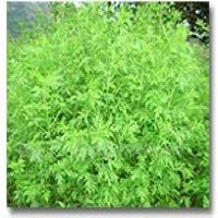 Arteannuin extract(Artemisinin extract) Arteannuin extract(Artemisinin extract)