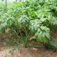 Ashitaba extract Ashitaba extract