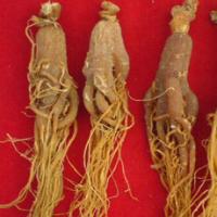 Asian Red Ginseng extract Asian Red Ginseng extract