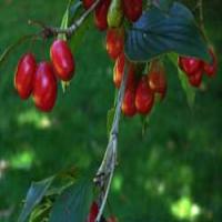 Asiatic Cornelian Cherry Fruit Extract(Fructus corni extract) Asiatic Cornelian Cherry Fruit Extract(Fructus corni extract)