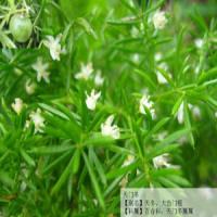 Asparagosides Root Extraxt(Cochinchinese Asparagus Root extract) Asparagosides Root Extraxt(Cochinchinese Asparagus Root extract)
