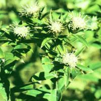 Atractylodes Rhizome Extract(Rhizoma Atractylodis Extract) Atractylodes Rhizome Extract(Rhizoma Atractylodis Extract)