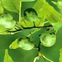 Axillary Choerospondias Fruit Extract Axillary Choerospondias Fruit Extract