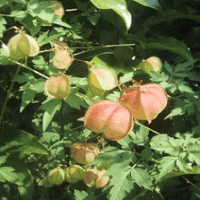 Balloon vine extract(Cardiospermum halicacabum extract) Balloon vine extract(Cardiospermum halicacabum extract)