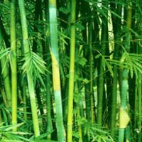 Bamboo Shavings Extract Bamboo Shavings Extract