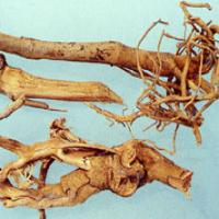 Baphicacanthus Root Extract Baphicacanthus Root Extract