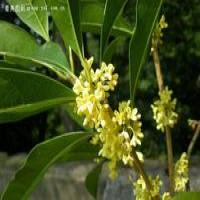 Bay laurel extract(Laurus Nobilis Extract) Bay laurel extract(Laurus Nobilis Extract)