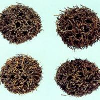 Beautiful Sweetgum Fruit Extract Beautiful Sweetgum Fruit Extract