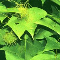Beautiful Sweetgum Resin Extract(Resina Liquidambaris Extract) Beautiful Sweetgum Resin Extract(Resina Liquidambaris Extract)