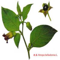 Belladonna Extract(Deadly nightshade extract) Belladonna Extract(Deadly nightshade extract)