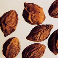 Belleric Terminalia Fruit Extract(Fructus Terminaliae Billericae Extract) Belleric Terminalia Fruit Extract(Fructus Terminaliae Billericae Extract)