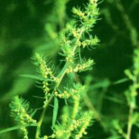 Belvedere Fruit Extract(Fructus Kochiae Extract) Belvedere Fruit Extract(Fructus Kochiae Extract)