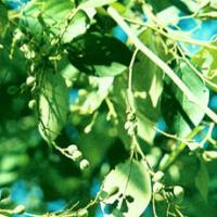 Benzoin Extract(Benzoinum Extract) Benzoin Extract(Benzoinum Extract)
