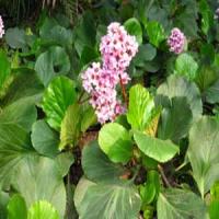 Bergeninum extract(bergenin extract) Bergeninum extract(bergenin extract)