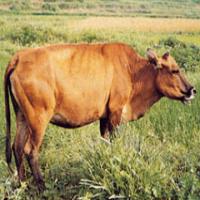 Bezoar(Calculus Bovis) Bezoar(Calculus Bovis)