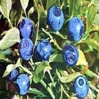 Bilberry extract(Blueberry extract) Bilberry extract(Blueberry extract)