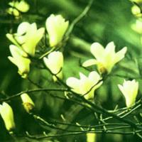 Biond Magnolia Flower Extract(Flos Magnoliae Extract) Biond Magnolia Flower Extract(Flos Magnoliae Extract)