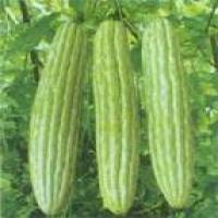 Bitter Melon extract Bitter Melon extract