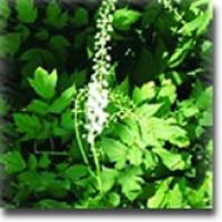 Black Cohosh Extract Black Cohosh Extract
