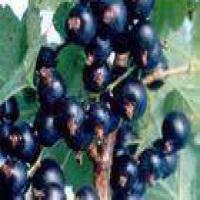 Black Currant Black Currant