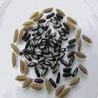 Black Glutinous Rice Pigment Black Glutinous Rice Pigment