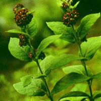 Blackend Swallowwort Root Extract(Radix Cynanchi Atrati Extract) Blackend Swallowwort Root Extract(Radix Cynanchi Atrati Extract)