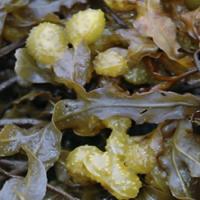 Bladder wrack extract (Seaweed extract) Bladder wrack extract (Seaweed extract)