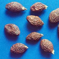 Boat-fruited Sterculia Seed Extract Boat-fruited Sterculia Seed Extract