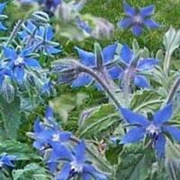 Borage oil(starflower oil) Borage oil(starflower oil)