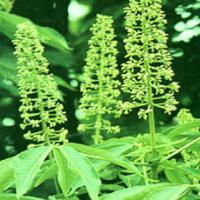Buckeye Seed Extract(Semen Aesculi Extract) Buckeye Seed Extract(Semen Aesculi Extract)