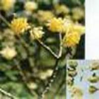 Buddleia Yellow Buddleia Yellow