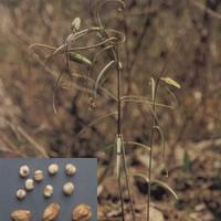 Bulbus fritillariae cirrhosae extract (Tendrilleaf Fritillary Bulb Extract) Bulbus fritillariae cirrhosae extract (Tendrilleaf Fritillary Bulb Extract)