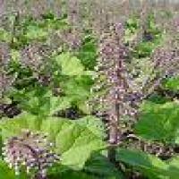 Butterbur extract Butterbur extract