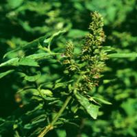 Cablin Patchouli Herb Extract(Herba Pogostemonis Extract) Cablin Patchouli Herb Extract(Herba Pogostemonis Extract)