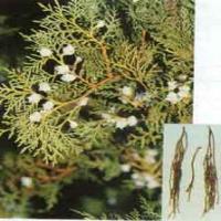 Cacumen Platycladi extract(Chinese Arborvitae Twig extract) Cacumen Platycladi extract(Chinese Arborvitae Twig extract)