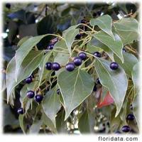 Camphor extract Camphor extract