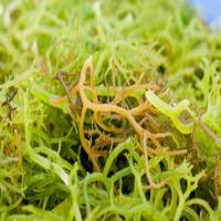 Carrageenan (carrageenins) Carrageenan (carrageenins)