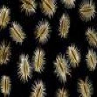 Carrot Seed Oil Carrot Seed Oil