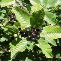 Cascara Sagrada Bark extract Cascara Sagrada Bark extract